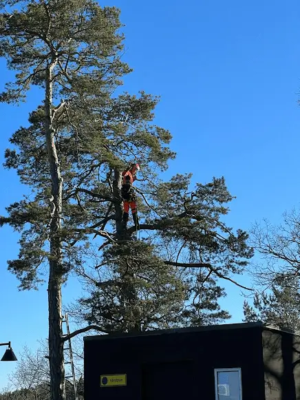 Beskärning Danderyd