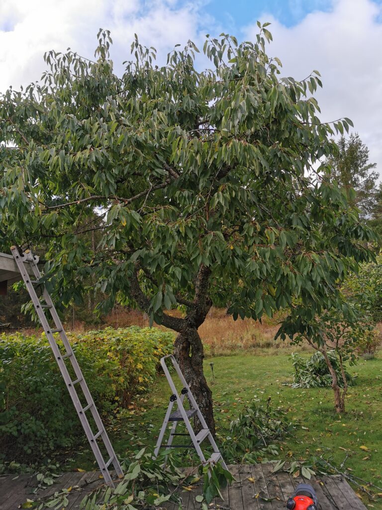 Beskärning av träd Danderyd