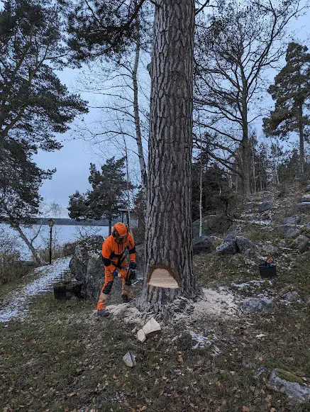 Trädfällning uppdrag Danderyd