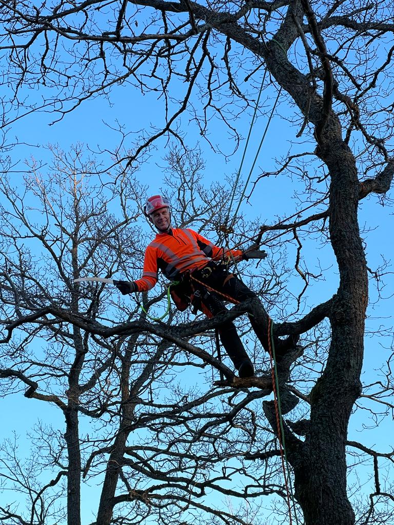 Arborist klättrar i träd i Danderyd